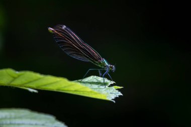 Genç kız sineği (Calopteryx Başak), Slovakya Ulusal Parkı, Slovakya