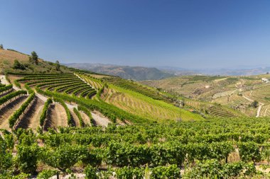 Ervedosa do Douro, Alto Douro, Portekiz yakınlarındaki tipik üzüm bağları