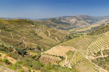 Pinhao yakınlarındaki tipik üzüm bağları, UNESCO sitesi, Alto Douro şarap bölgesi, Portekiz