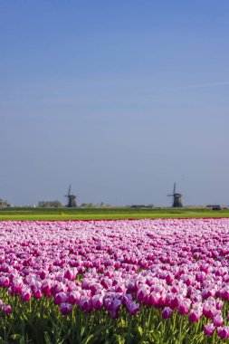 Hollanda, Alkmaar yakınlarında Ondermolen yel değirmeni olan lale tarlası.