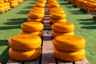 Hollanda 'da peş peşe bir dizi peynir