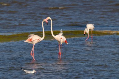 Flamingo in Parc Naturel bölgesel de Camargue, Provence, Fransa