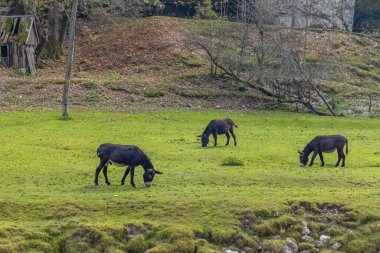 Soca nehri yakınlarındaki tipik manzara, Triglavski ulusal parkı, Slovenya