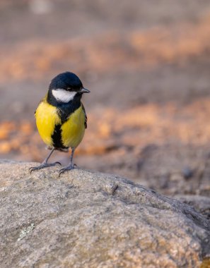 Great tit near National park Podyji, Southern Moravia, Czech Republic