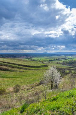 Mailberg yakınlarındaki üzüm bağları, Aşağı Avusturya, Avusturya