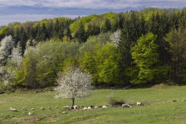 Slovakya 'daki Polana dağlarında koyun ve keçi sürüsü