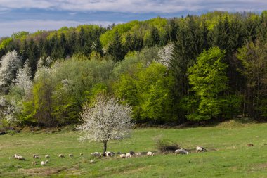 Sheep and goat herd in Polana mountains, Slovakia clipart