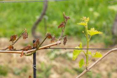 Bahar bağları ağır don (kahverengi parçalar ölmüş), çok az hasat olacağı üzüm bağları, Güney Moravya, Çek Cumhuriyeti