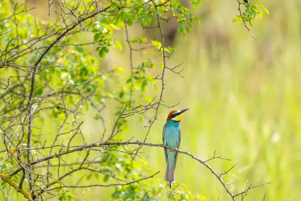 Avrupa arı yiyici, Merops apiaster, Palava, Güney Moravya, Çek Cumhuriyeti