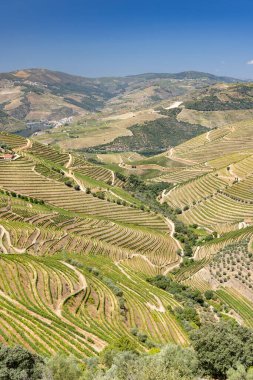 Pinhao yakınlarındaki tipik üzüm bağları, UNESCO sitesi, Alto Douro şarap bölgesi, Portekiz