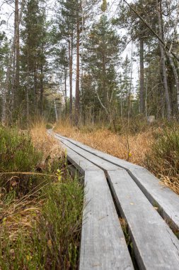 Trebonsko bölgesindeki Suchdol nad Luznici yakınlarında Ulusal Doğa Rezervi (Cervene blato) Güney Bohemya, Çek Cumhuriyeti