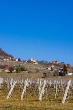 Somlo 'daki üzüm bağı (Somlyo) tepesi, Veszprem ilçesi, Macaristan