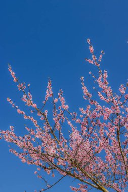 İlkbaharda açan pembe dallar