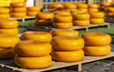 Hollanda 'da peş peşe bir dizi peynir