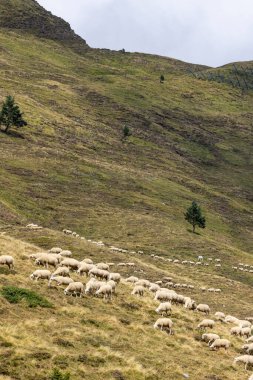 Sheep in typical  landscape near Portillo de Eraize and Col de la Pierre St Martin, Spanish French border in the Pyrenees, Spain clipart