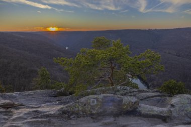 Popice yakınlarındaki Sealsfielduv kamen, NP Podyji, Güney Moravya, Çek Cumhuriyeti