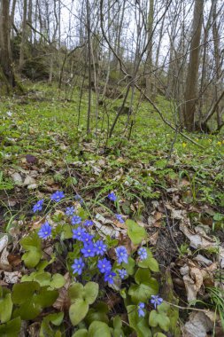 Uberstieg yakınlarındaki manzara, Ulusal Park Thayatal, Aşağı Avusturya, Avusturya