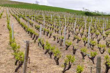 Beaujolais, Burgundy, Fransa 'da Julienas yakınlarındaki bahar üzüm bağları