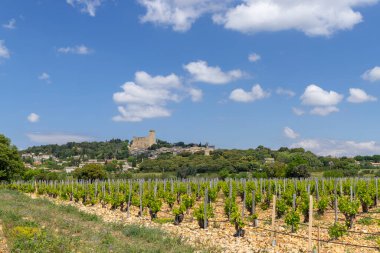 Chateauneuf-du-Pape yakınlarında taşları olan tipik üzüm bağları, Cotes du Rhone, Fransa