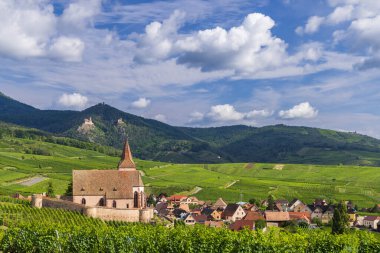 Ribeauville yakınlarındaki Hunawihr yakınlarındaki tipik üzüm bağları Riquewihr, Haut-Rhin, Grand Est bölgesi, Alsace, Fransa