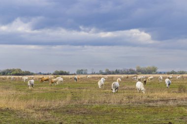 Hortobagy Ulusal Parkı, UNESCO Dünya Mirası, Puszta Macaristan 'ın en büyük çayır ve bozkır ekosistemlerinden biridir.