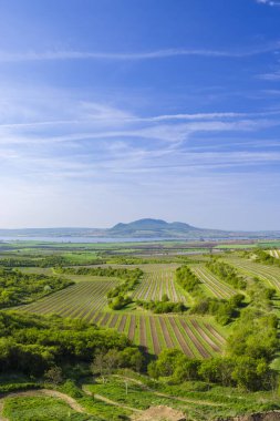 Palava altındaki üzüm bağları, Güney Moravya, Çek Cumhuriyeti