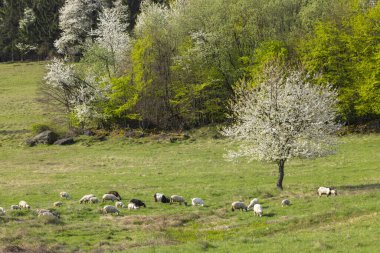 Sheep and goat herd in Polana mountains, Slovakia clipart