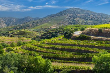 Pinhao, Alto Douro, Portekiz yakınlarındaki tipik üzüm bağları.