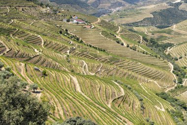 Pinhao yakınlarındaki tipik üzüm bağları, UNESCO sitesi, Alto Douro şarap bölgesi, Portekiz
