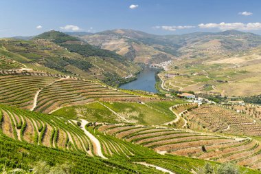 Pinhao, Alto Douro, Portekiz yakınlarındaki tipik üzüm bağları.