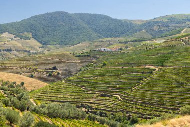 Pinhao, Alto Douro, Portekiz yakınlarındaki tipik üzüm bağları.