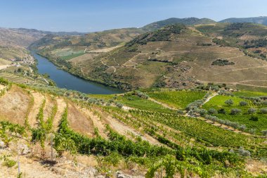 Pinhao, Alto Douro, Portekiz yakınlarındaki tipik üzüm bağları.