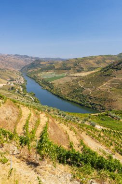 Pinhao, Alto Douro, Portekiz yakınlarındaki tipik üzüm bağları.