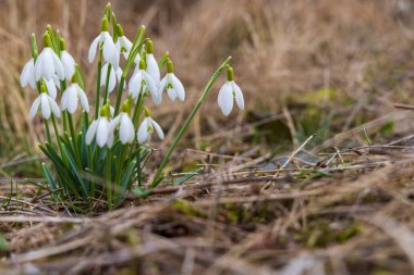 Kar Damlaları, Podyji, Güney Moravya, Çek Cumhuriyeti