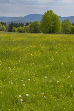 Modrava yakınlarındaki tipik manzara, Ulus Parkı Sumava, Çek Cumhuriyeti