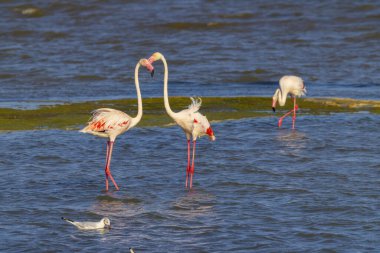 Flamingo in Parc Naturel bölgesel de Camargue, Provence, Fransa