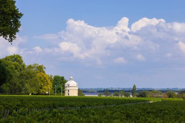 Chateau LaTour, Bordeaux, Aquitaine, Fransa yakınlarındaki tipik üzüm bağları