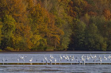 Beyaz balıkçıl (Ardea alba, Egretta alba), Trebonsko bölgesinde sonbahar manzarası, Güney Bohemya, Çek Cumhuriyeti