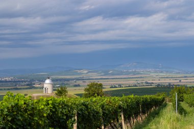 Velke Bilovice yakınlarındaki üzüm bağı, Güney Moravya, Çek Cumhuriyeti