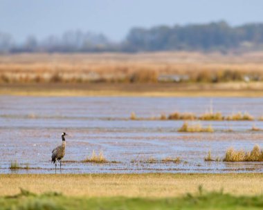 Turna, Hortobagy Ulusal Parkı, UNESCO Dünya Mirası, Puszta Avrupa, Macaristan 'daki en büyük çayır ve bozkır ekosistemlerinden biridir.