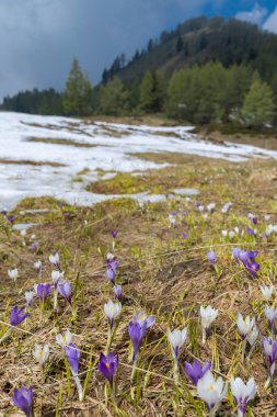 Sella di Rioda, Alpler, İtalya 'da ilkbahar erken çiçek açan bir çayır.