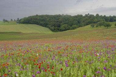 Tipik bahar manzarası, Silica (Szilice), Slovakya Ulusal Parkı, Slovakya
