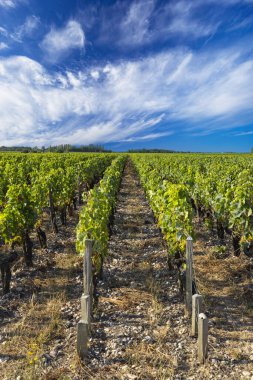 Pichon Longueville Şatosu yakınlarındaki tipik üzüm bağları Baron, Bordeaux, Aquitaine, Fransa