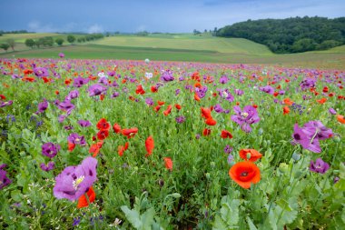 Tipik bahar manzarası, Silica (Szilice), Slovakya Ulusal Parkı, Slovakya