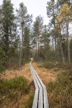 Trebonsko bölgesindeki Suchdol nad Luznici yakınlarında Ulusal Doğa Rezervi (Cervene blato) Güney Bohemya, Çek Cumhuriyeti