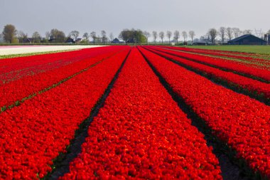Field of tulips with Ondermolen windmill near Alkmaar, The Netherlands
