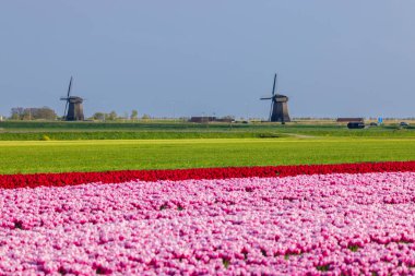 Field of tulips with Ondermolen windmill near Alkmaar, The Netherlands