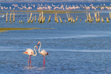 Flamingo in Parc Naturel bölgesel de Camargue, Provence, Fransa