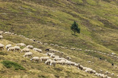 Tipik Portillo de Eraize ve Col de la Pierre St Martin yakınlarındaki koyunlar, İspanya 'nın Pireneler kentindeki Fransız sınırı.