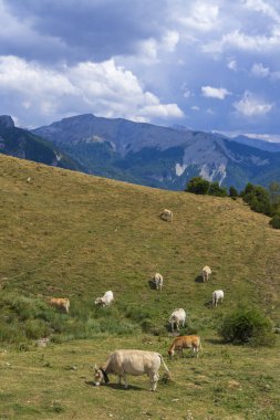 Tipik Portillo de Eraize ve Col de la Pierre St Martin yakınlarındaki koyunlar, İspanya 'nın Pireneler kentindeki Fransız sınırı.